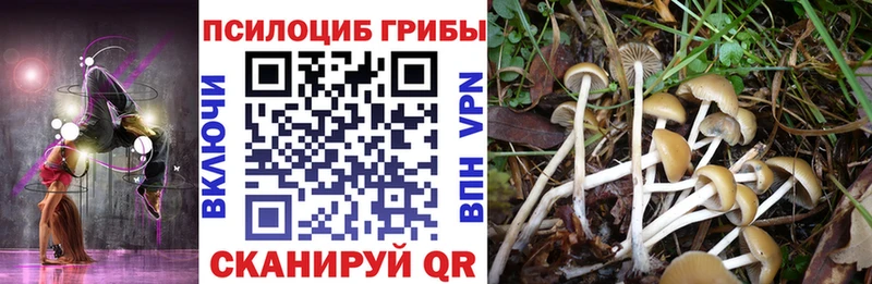 Псилоцибиновые грибы мицелий мега Ессентукская